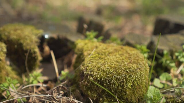 Moss In Wide Dolly Shot Super Slow Motion.