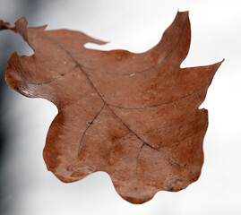 Sad autumn leaf