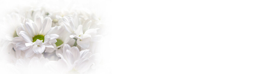 Bouquet of white chrysanthemums shot close-up
