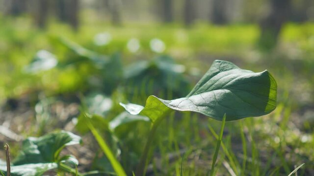 Green Large Burdock Leaf Wiggles due to the Wind blowing by it. Green Leaf in the Wind on a Sunny Spring Day. Nature, Park, Green Plant in Grass, Close-up, Blurred Background.