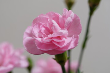 pink carnation flower closed up