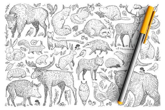 Forest wild animals doodle set. Collection of hand drawn deer fox bear rabbit squirrel raccoon buffalo hedgehog living in wild nature isolated on transparent background. Illustration of animals