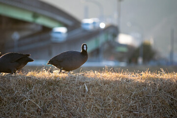バイパス沿いの新しい遊水地の堤防で餌を食べる水鳥オオバン　麻機遊水地　静岡市