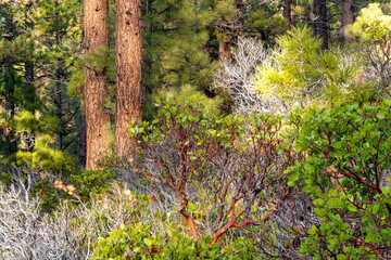 Fototapeta premium Ponderosa Pines and Manzanita Trees in a Forest in Bend Oregon