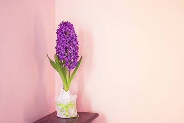 hyacinth flower in a pot stands on the bedside table against the background of a pink wall
