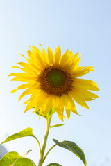 Yellow sunflowers blooming in the sun and sky background is empty.