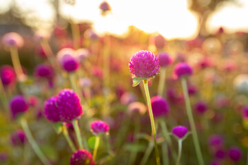 Many small purple flowers and the evening sun make beautiful bokeh.