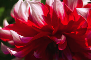 Delicate Dahlia petals in sunlight, close-up image