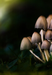 mushroom in the grass