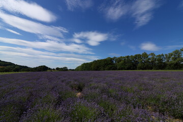 Naklejka na ściany i meble Scenic View Of Lavender Field Against Sky