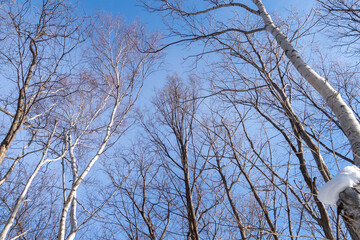 冬の森、見上げた空
