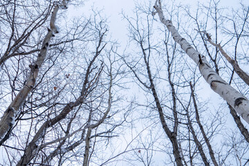 冬の森、見上げた空