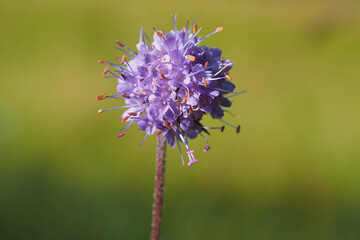 Einzelne Blüte des Gemeinen Teufelsabbiss