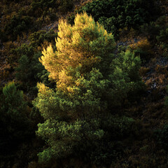 Pine tree illuminated by the sunrise light in the mountain