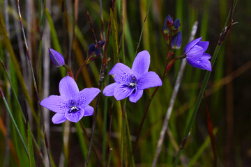 Three blue orchid flowers of Epiblema grandiflorum, babe-in-a-cradle, natural habitat on the south coast of Western Australia