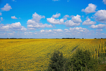 A beautiful field of sunflowers. Bright yellow blooming meadow sunflowers against a blue sky with clouds. Sunny summer landscape. Natural background.