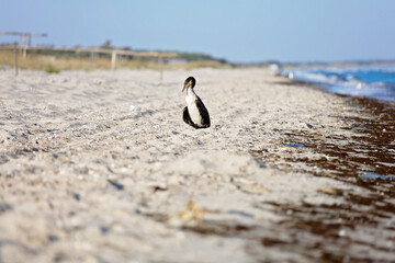 Great black cormorant, Phalacrocorax carb, dries feathers on the beach.