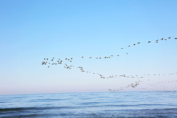 A flock of migrating birds in the sky above the sea. Seasonal migration of birds. Soft selective...