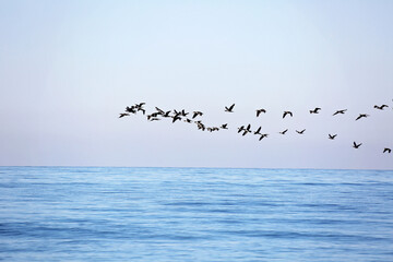 A flock of migrating birds in the sky above the sea. Seasonal migration of birds. Soft selective focus.