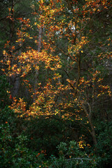 Holm oak in autumn with dry red leaves in the forest. Quercus ilex