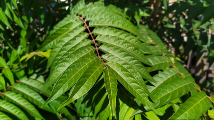 branchy green leaves in thickets of greenery