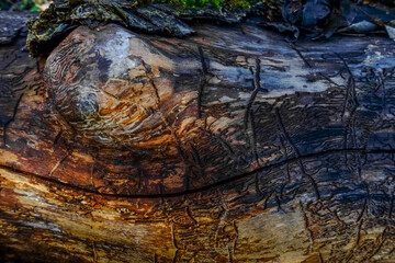 bark beetle tracks on a old gnarled tree without a bark