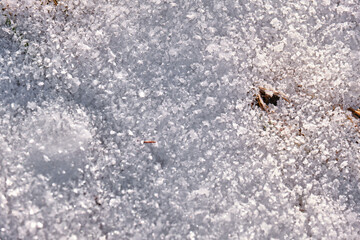 Snow soil texture background with dry plants