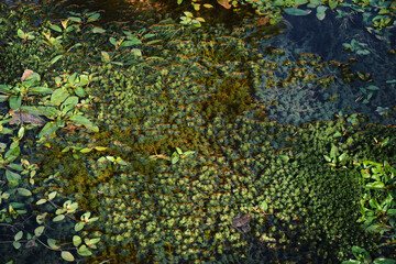 Obraz na płótnie Canvas Some river algae covered by the water in the pond