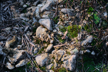 Some stones covered with moss in the forest