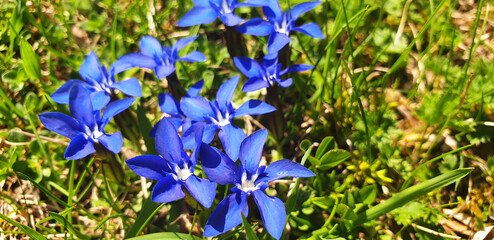 Blue mountain gentiana sierrae or gentiana verna flowers bloom on a sunny spring day.