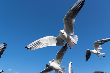飛び交うカモメ