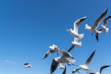 飛び交うカモメ