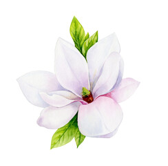 Obraz premium Watercolor illustration. Delicate spring magnolia flower.