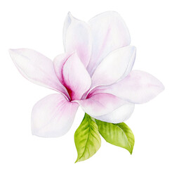 Watercolor illustration. Delicate spring magnolia flower.