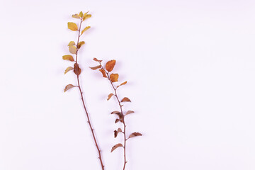 two branches with yellowed leaves lie from us