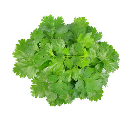  Fresh coriander leaves isolated on white background, top view..