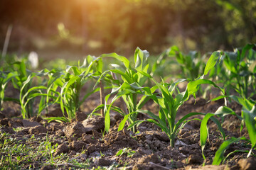 Organic corn planted in the garden with bright morning sunlight