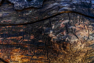 bark beetle tracks on a old tree trunk without a bark