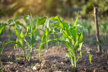 Organic corn planted in the garden with bright morning sunlight