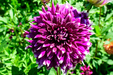 Obraz premium Close up of one beautiful large vivid purple dahlia flower in full bloom on blurred green background, photographed with soft focus in a garden in a sunny summer day.
