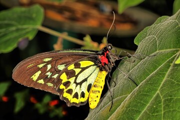 Profile shot of a Queen Alexandra's birdwing butterfly perched on a green leaf. It the largest butterfly in the world and is endangered. Ornithoptera alexandrae.
