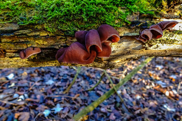 wood ear mushroom on a old tree with moss