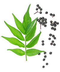 Elderberries with green leaves isolated on a white background, top view. Sambucus.