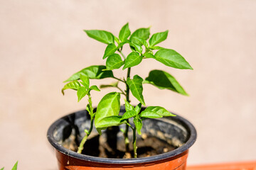 Close up of one young bell pepper plant with green leaves in direct sunlight, in a herbs garden, in a sunny summer day, beautiful outdoor monochrome background photographed with selective focus.