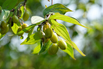 Details an einem Gelben Hartriegel: Früchten / Beeren der Kornelkirsche (Lat.: Cornus mas) an einem grünen Strauch mit Blättern