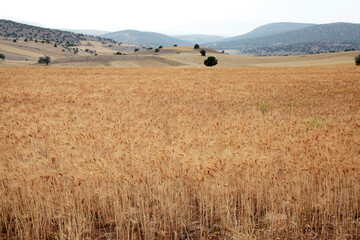 Obraz premium Golden wheat field in sunlight. Agricultural scene.