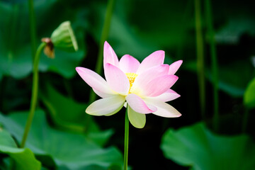 Fototapeta premium Delicate vivid pink and white water lily flowers (Nymphaeaceae) in full bloom and green leaves on a water surface in a summer garden, beautiful outdoor floral background photographed with soft focus.