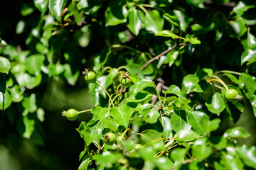 Fototapeta na wymiar Branch with young fruits and green leaves of pear tree in an orchard in a summer day, beautiful outdoor green background photographed with soft focus.