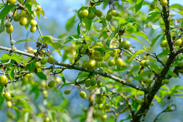 Früchte / Beeren der Kornelkirsche (Lat.: Cornus mas) an einem grünen Strauch