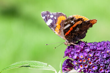Red Admiral, Vanessa atalanta, butterflies on Buddleja flower or butterfly bush. High quality photo